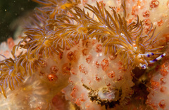 Pteraeolidia ianthina