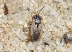 Geocoris pallens