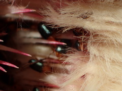 Chirodica