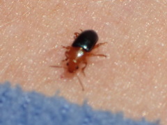 Chirodica