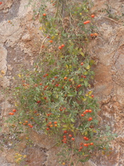 Solanum lycopersicum cerasiforme