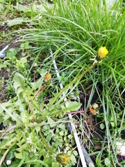 Taraxacum officinale