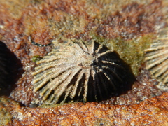 Siphonaria concinna