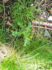 Senecio vulgaris