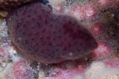Alcyonidium nodosum