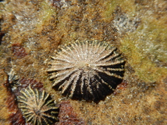 Siphonaria concinna