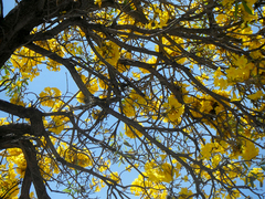 Tabebuia aurea