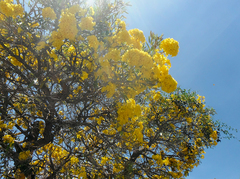 Tabebuia aurea