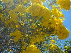 Tabebuia aurea