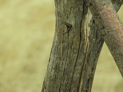 Lygodactylus bradfieldi