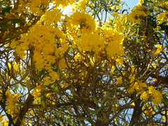 Tabebuia aurea