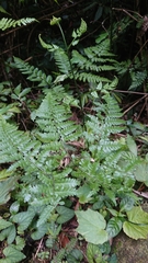 Diplazium kawakamii