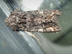 Neumichtis spumigera