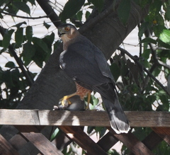 Accipiter cooperii