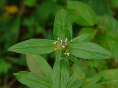 Spermacoce ocymoides