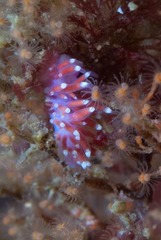 Paraflabellina funeka