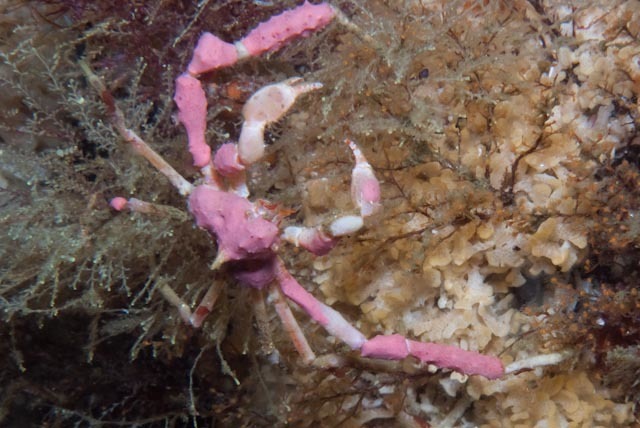 Hotlips Spider Crab