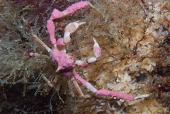 Achaeopsis spinulosa