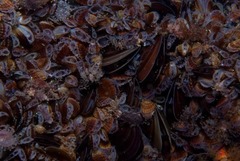 Choromytilus meridionalis