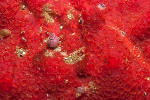 Phorbas bardajii