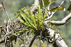 Liparis parviflora