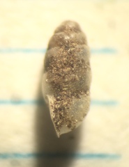 Gastrocopta corticaria