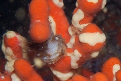 Parazoanthus capensis
