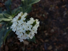 Tournefortia hartwegiana