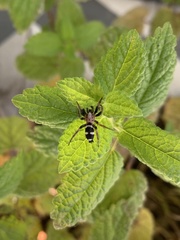 Poecilochroa