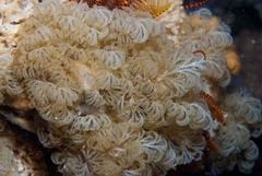 Menipea crispa