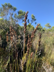 Elegia fistulosa