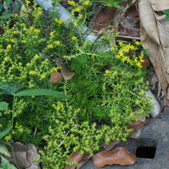 Sedum mexicanum