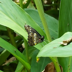 Catasticta flisa flisa