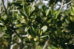 Ternstroemia