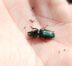Platycerus caprea