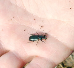 Platycerus caprea