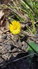 Tussilago farfara