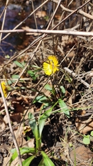 Tussilago farfara