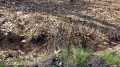 Tussilago farfara