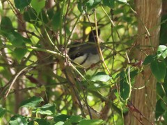Apalis thoracica capensis