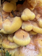 Laetiporus sulphureus