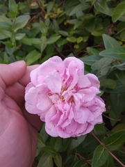Rosa gallica