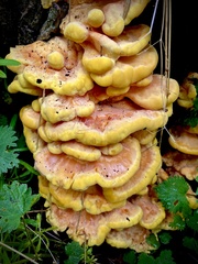 Laetiporus sulphureus