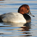 Canvasback × Redhead - Photo (c) Joanne Redwood, some rights reserved (CC BY-NC), uploaded by Joanne Redwood