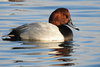 Canvasback × Redhead - Photo (c) Joanne Muis Redwood, some rights reserved (CC BY-NC), uploaded by Joanne Muis Redwood