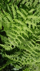 Amauropelta beddomei