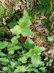 Urtica dioica