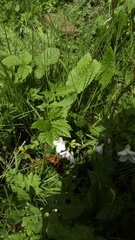 Cardamine pratensis