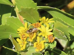 Eristalinus