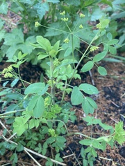 Taenidia integerrima